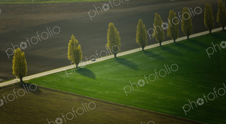 Poplar lined road, Skagit Valley, Washington, USA
