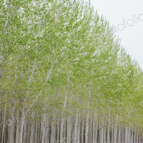Poplar tree plantation, tree nursery growing tall straight trees with white bark in… Poplar tree plantation, tree nursery growing tall straight trees with white bark in…