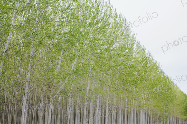 Poplar tree plantation, tree nursery growing tall straight trees with white bark in…