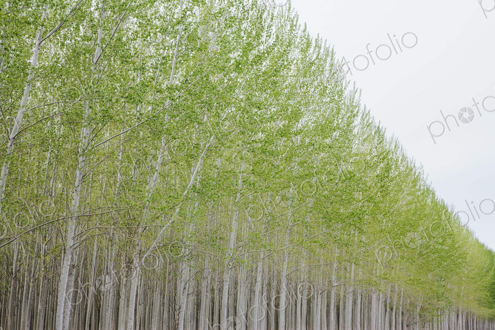 Poplar tree plantation, tree nursery growing tall straight trees with white bark in…