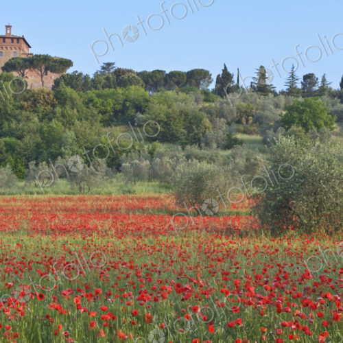 Poppy Field