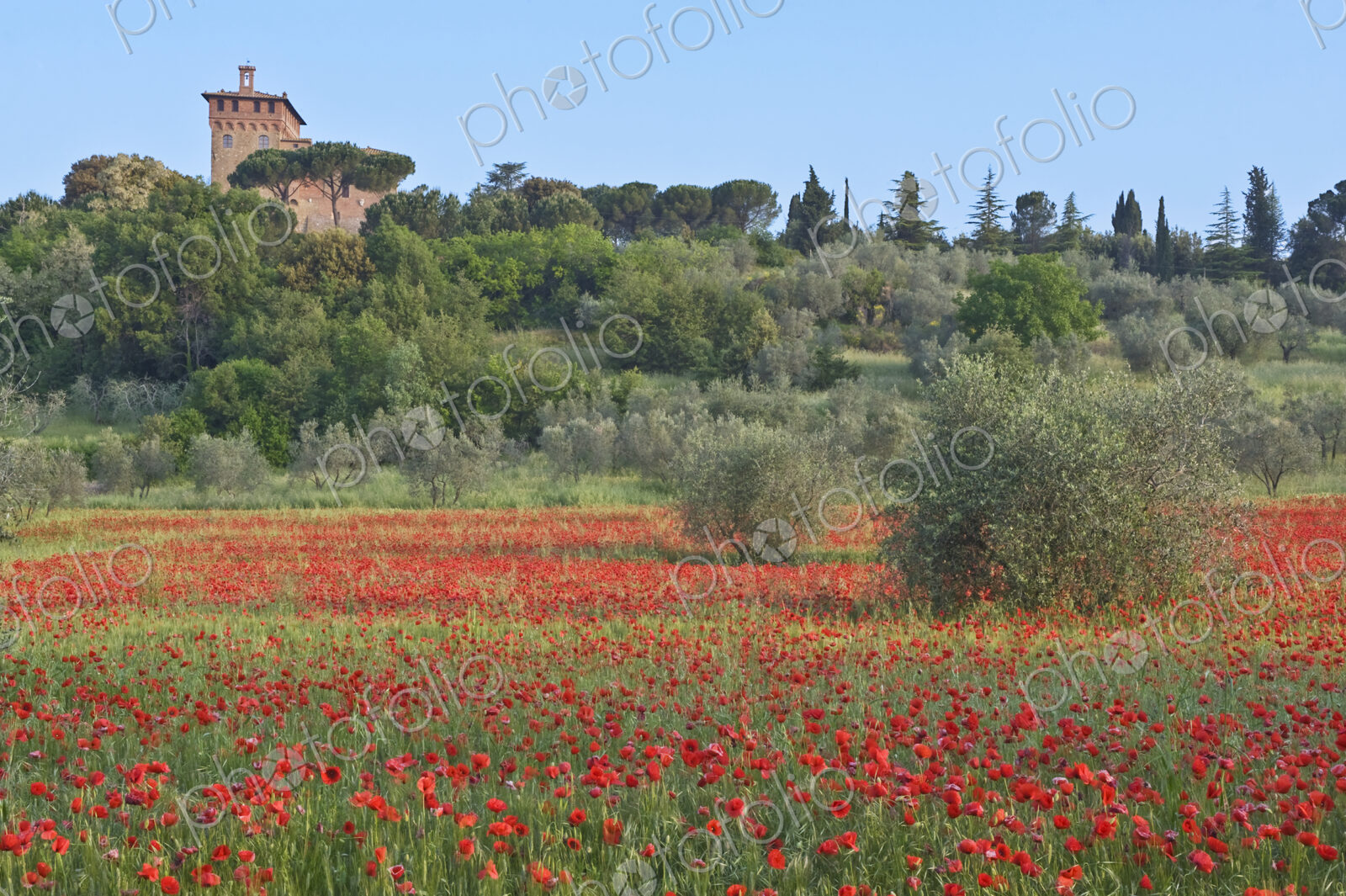 Poppy Field