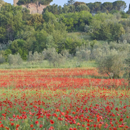 Poppy Field