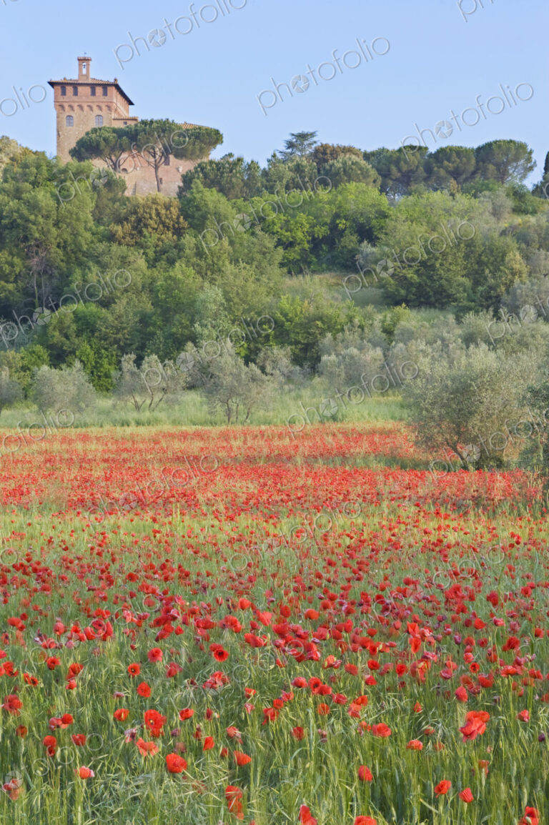 Poppy Field