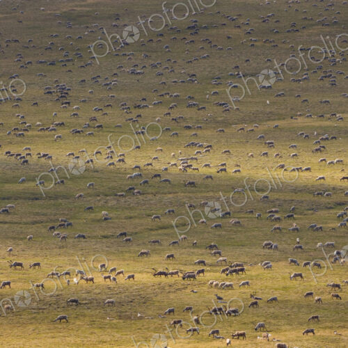 Porcupine caribou animals, a herd of animals migrating across the Arctic Plains in Alaska.