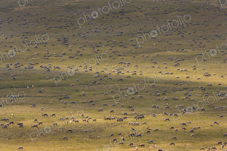 Porcupine caribou animals, a herd of animals migrating across the Arctic Plains in Alaska.