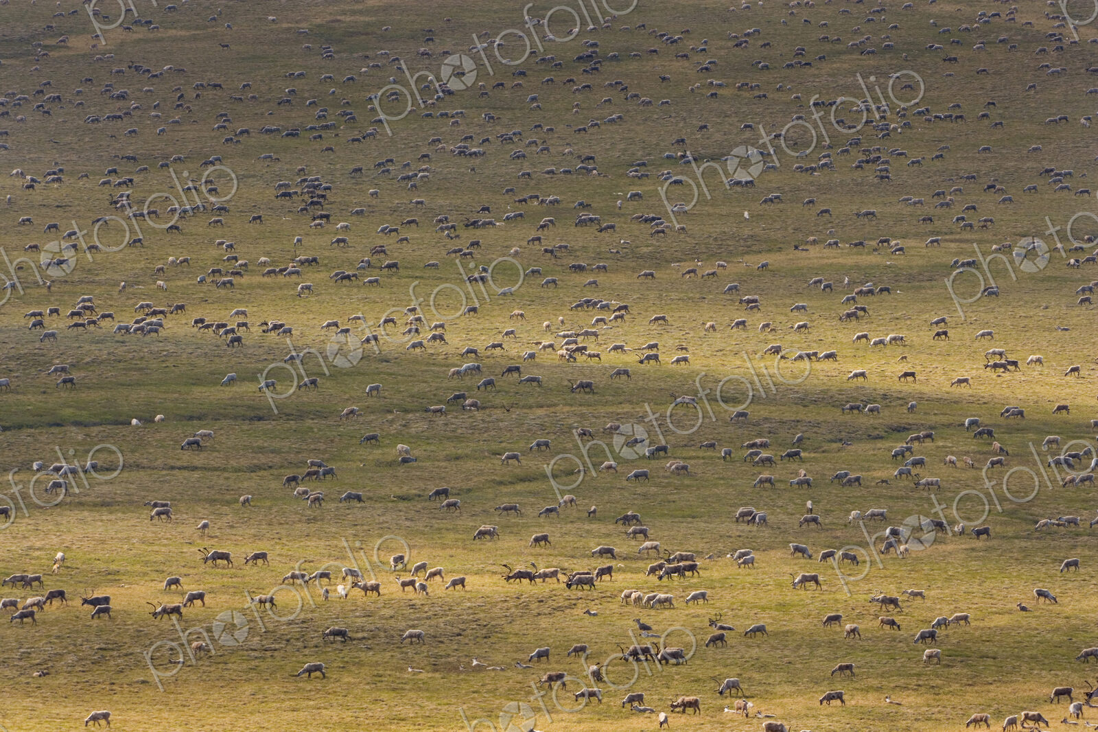 Porcupine caribou animals, a herd of animals migrating across the Arctic Plains in Alaska.