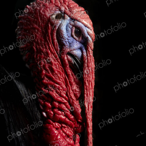 Portrait head of male (stag) Turkey (Meleagris) against black background Portrait head of male (stag) Turkey (Meleagris) against black background