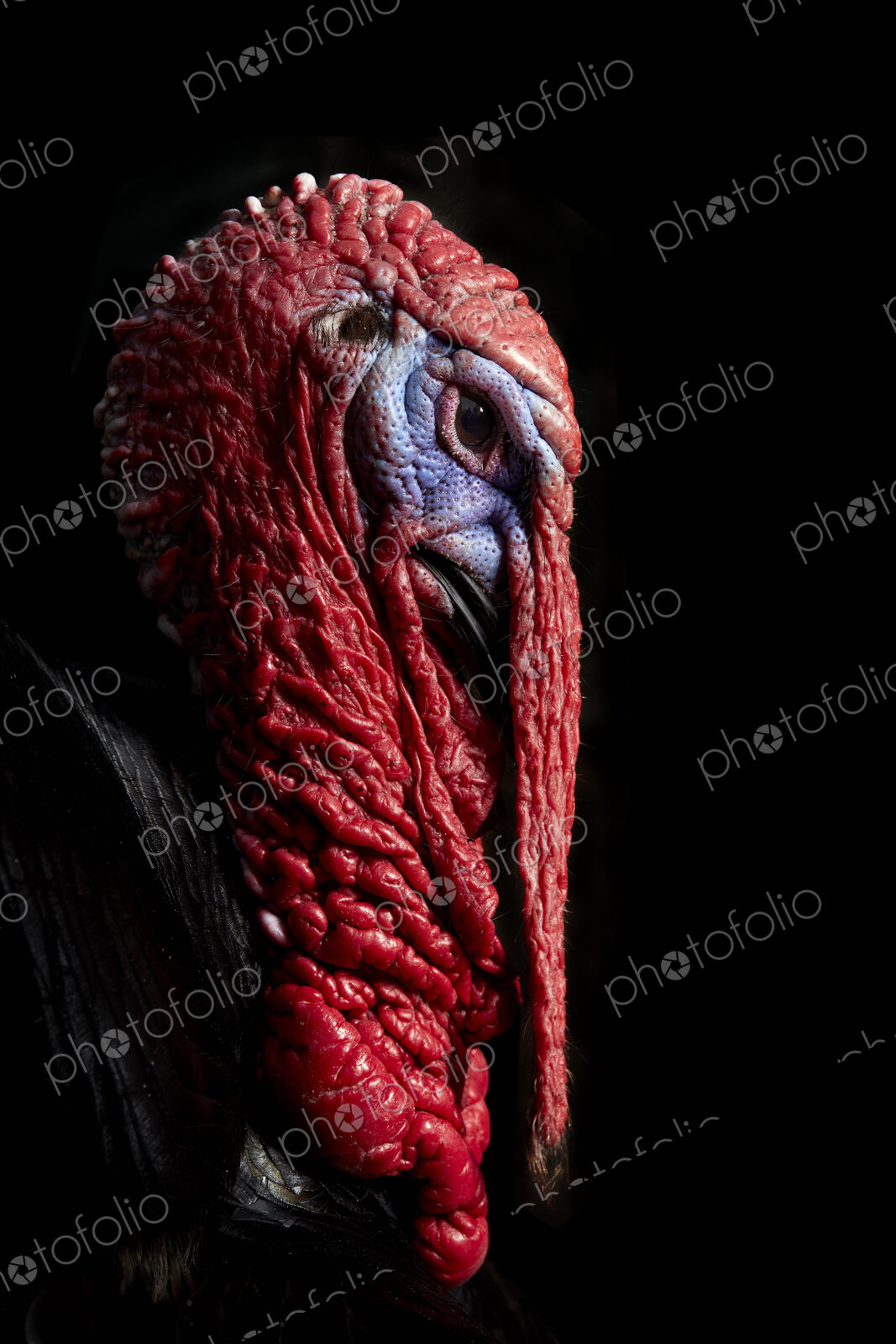 Portrait head of male (stag) Turkey (Meleagris) against black background