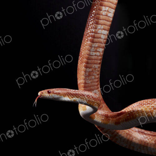 Portrait of Corn snake (Pantherophis guttatus) hanging against black background Portrait of Corn snake (Pantherophis guttatus) hanging against black background