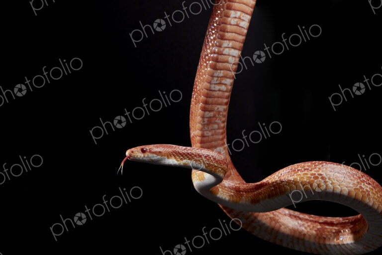 Portrait of Corn snake (Pantherophis guttatus) hanging against black background