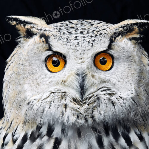 Portrait of Siberian eagle owl (Bubo bubo sibiricus) looking at camera against black… Portrait of Siberian eagle owl (Bubo bubo sibiricus) looking at camera against black…