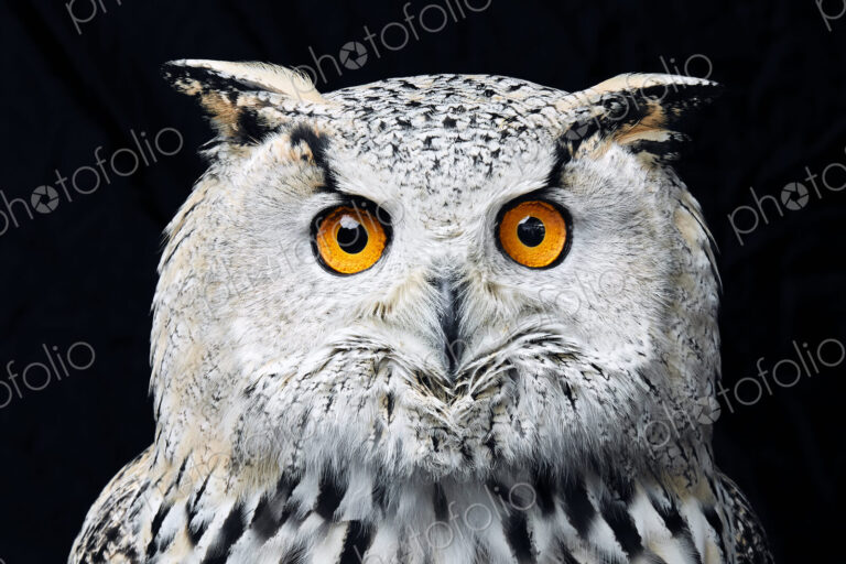 Portrait of Siberian eagle owl (Bubo bubo sibiricus) looking at camera against black…