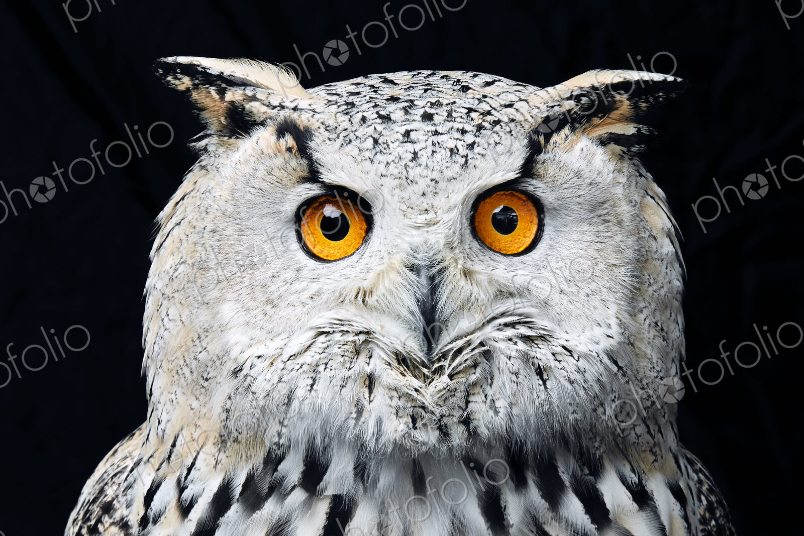 Portrait of Siberian eagle owl (Bubo bubo sibiricus) looking at camera against black…