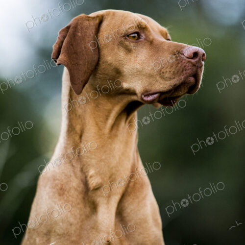 Portrait of Vizla dog. Portrait of Vizla dog.