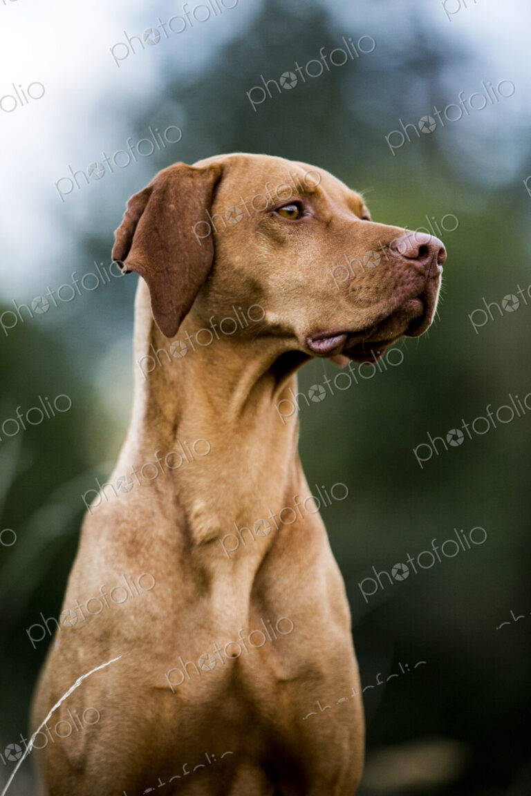 Portrait of Vizla dog.