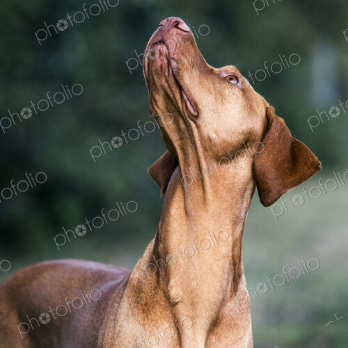 Portrait of Vizla dog looking up. Portrait of Vizla dog looking up.