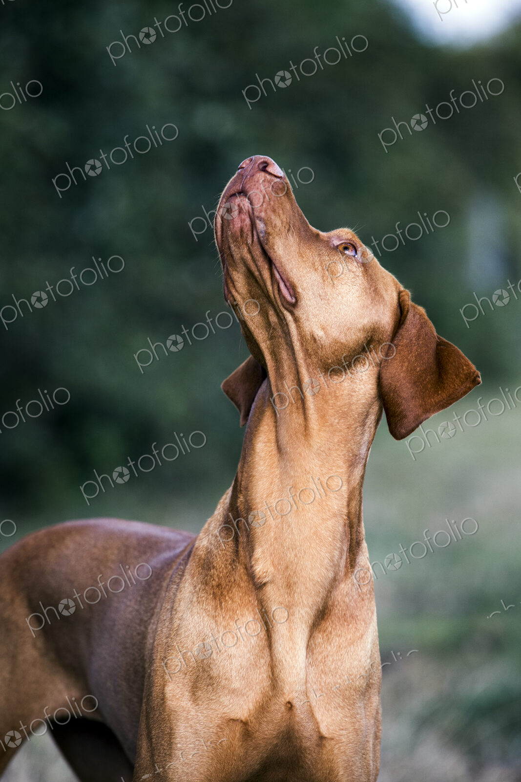 Portrait of Vizla dog looking up.