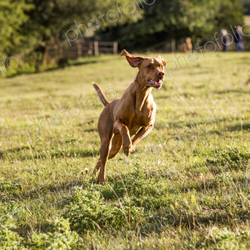 Portrait of Vizla dog running across a meadow. Portrait of Vizla dog running across a meadow.