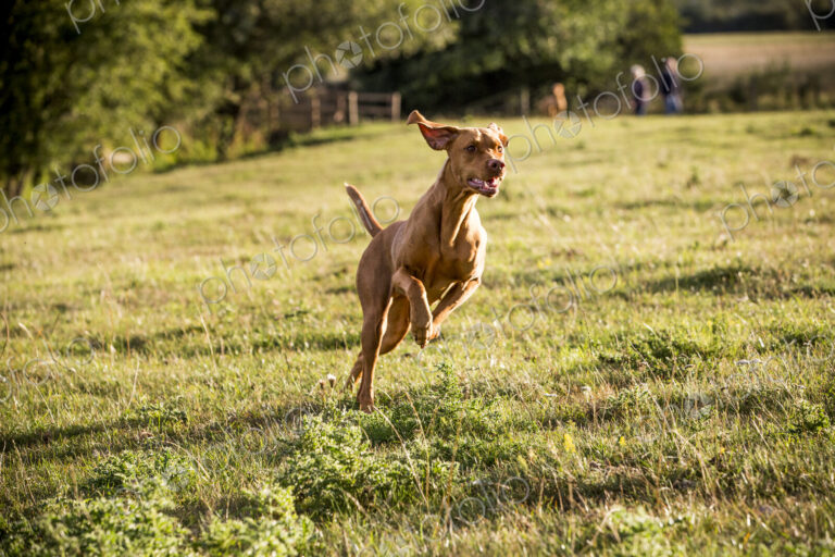 Portrait of Vizla dog running across a meadow.