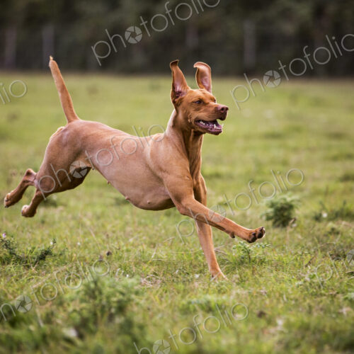 Portrait of Vizla dog running across a meadow. Portrait of Vizla dog running across a meadow.
