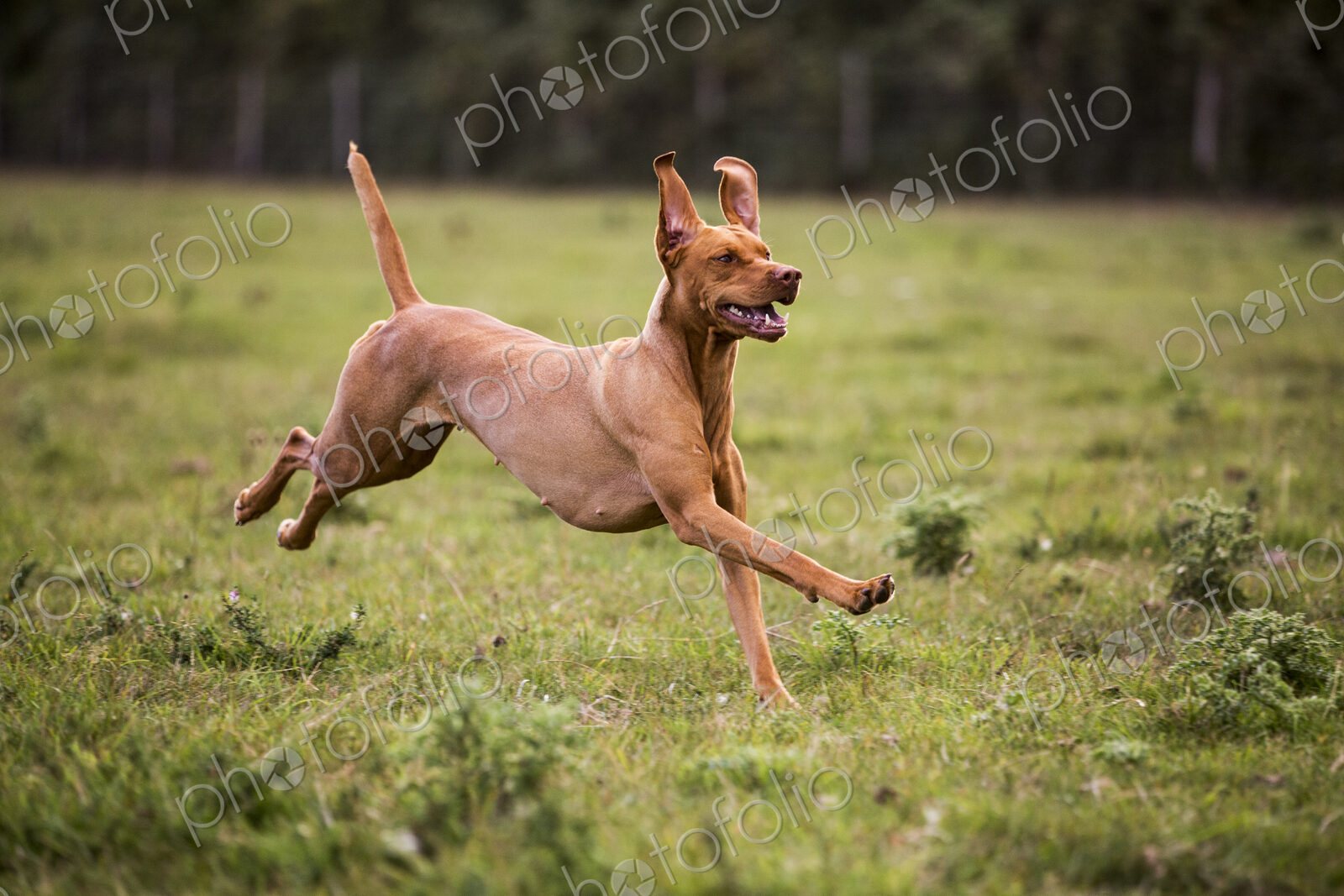 Portrait of Vizla dog running across a meadow.
