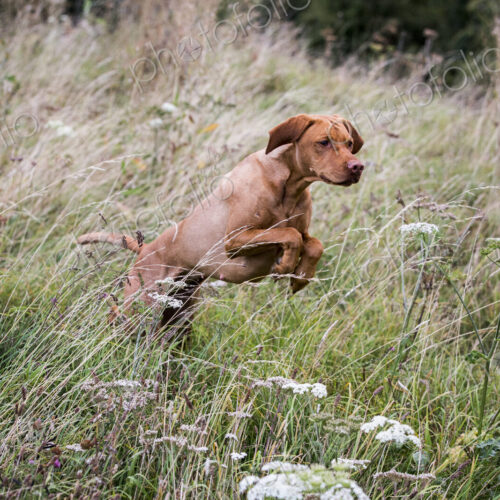 Portrait of Vizla dog running across a meadow. Portrait of Vizla dog running across a meadow.