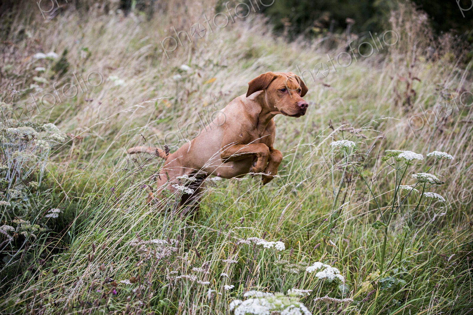 Portrait of Vizla dog running across a meadow.