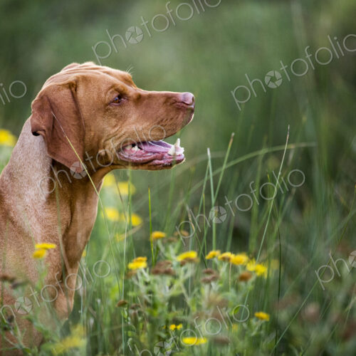 Portrait of Vizla dog sitting on a meadow. Portrait of Vizla dog sitting on a meadow.