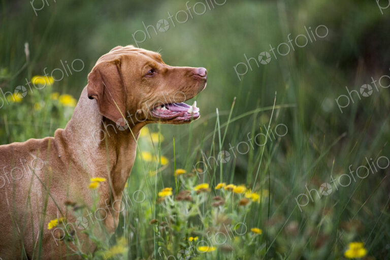 Portrait of Vizla dog sitting on a meadow.