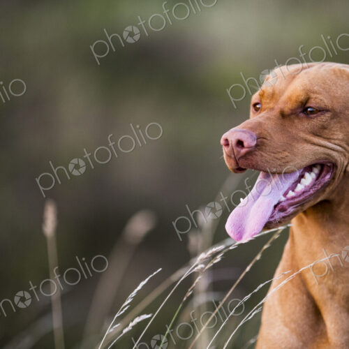 Portrait of Vizla dog sitting on a meadow. Portrait of Vizla dog sitting on a meadow.