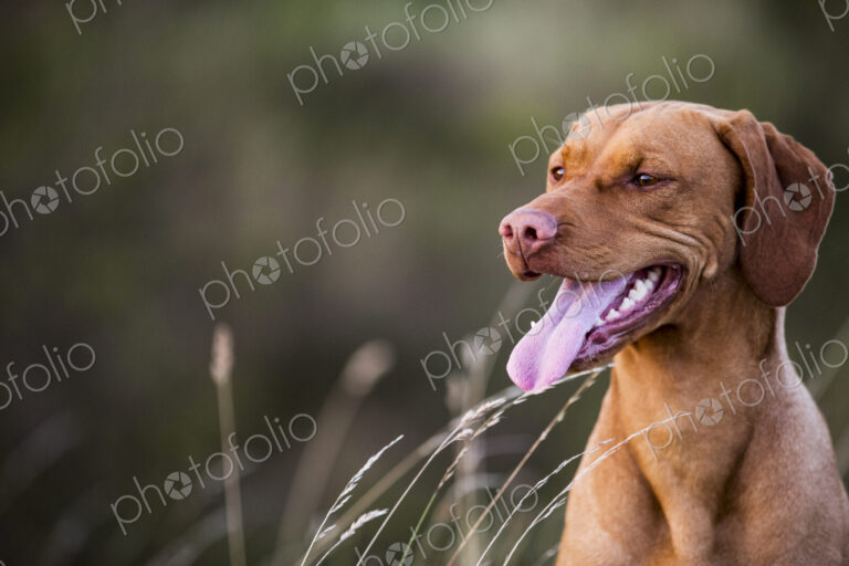 Portrait of Vizla dog sitting on a meadow.
