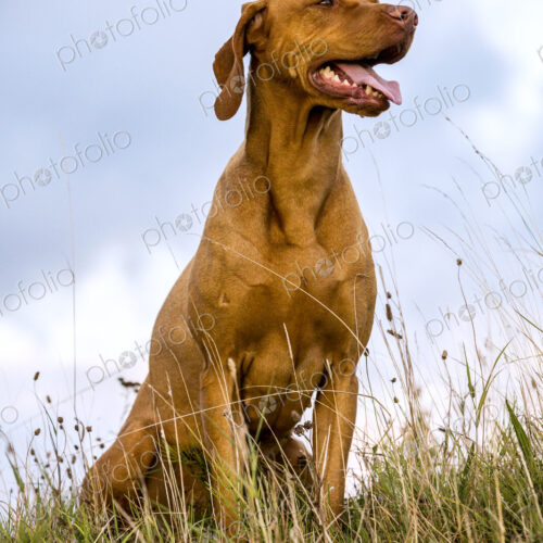 Portrait of Vizla dog sitting on a meadow. Portrait of Vizla dog sitting on a meadow.