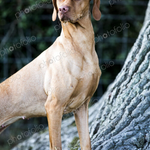 Portrait of Vizla dog standing at the base of a tree. Portrait of Vizla dog standing at the base of a tree.