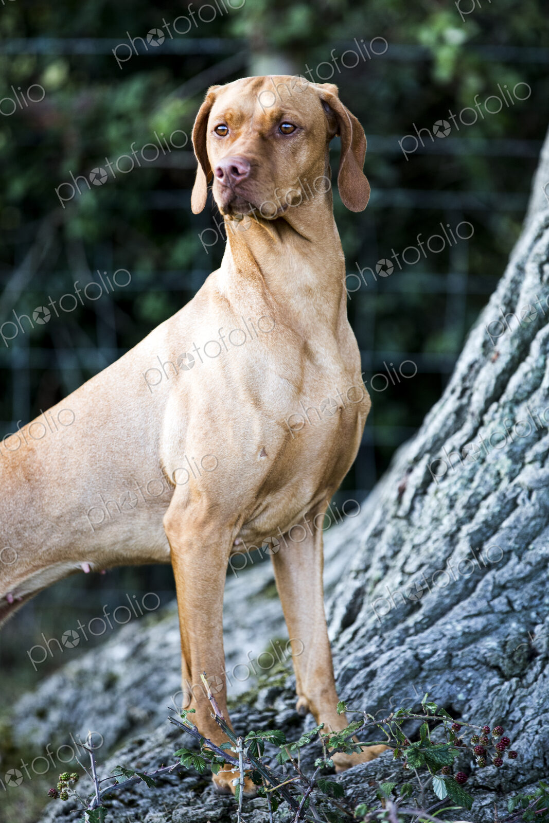 Portrait of Vizla dog standing at the base of a tree.