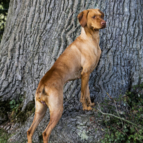 Portrait of Vizla dog standing at the base of a tree. Portrait of Vizla dog standing at the base of a tree.