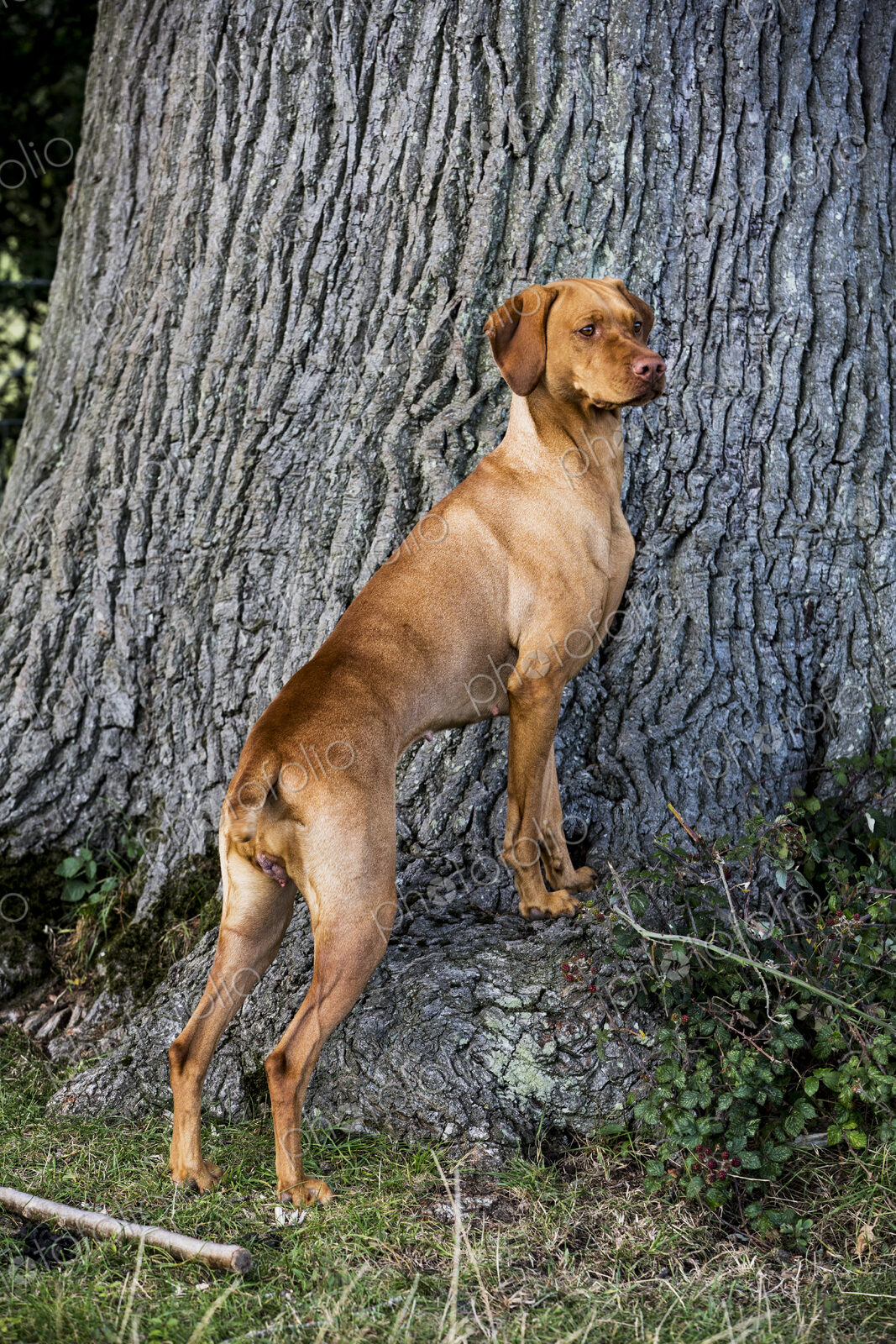 Portrait of Vizla dog standing at the base of a tree.