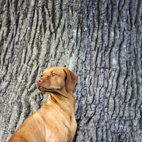 Portrait of Vizla dog standing at the base of a tree. Portrait of Vizla dog standing at the base of a tree.