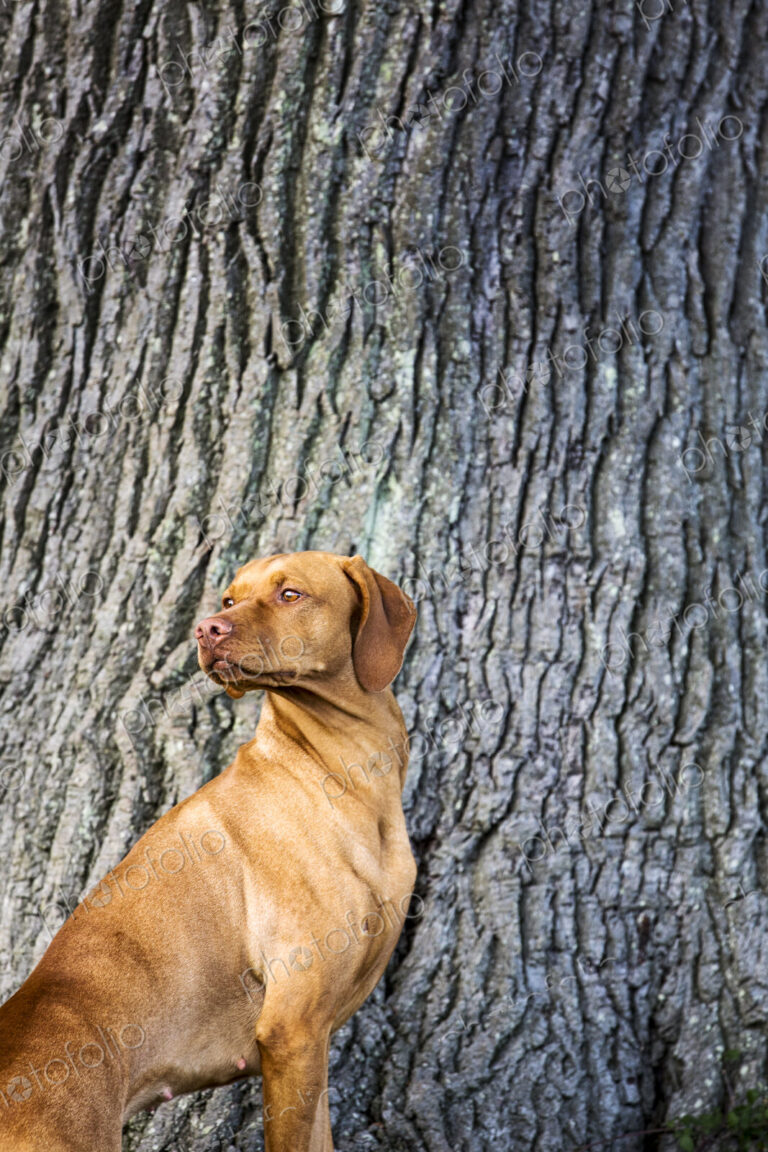 Portrait of Vizla dog standing at the base of a tree.