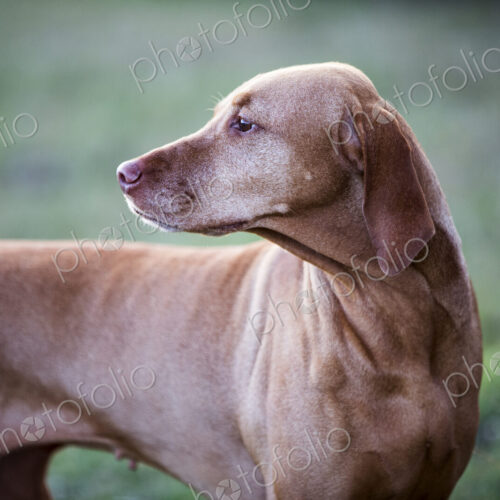 Portrait of Vizla dog standing on a meadow. Portrait of Vizla dog standing on a meadow.