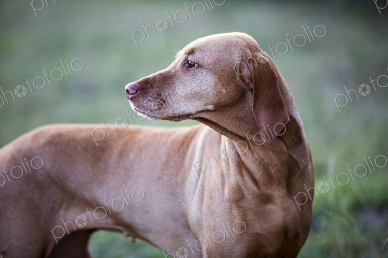Portrait of Vizla dog standing on a meadow.