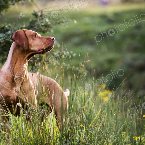 Portrait of Vizla dog standing on a meadow. Portrait of Vizla dog standing on a meadow.