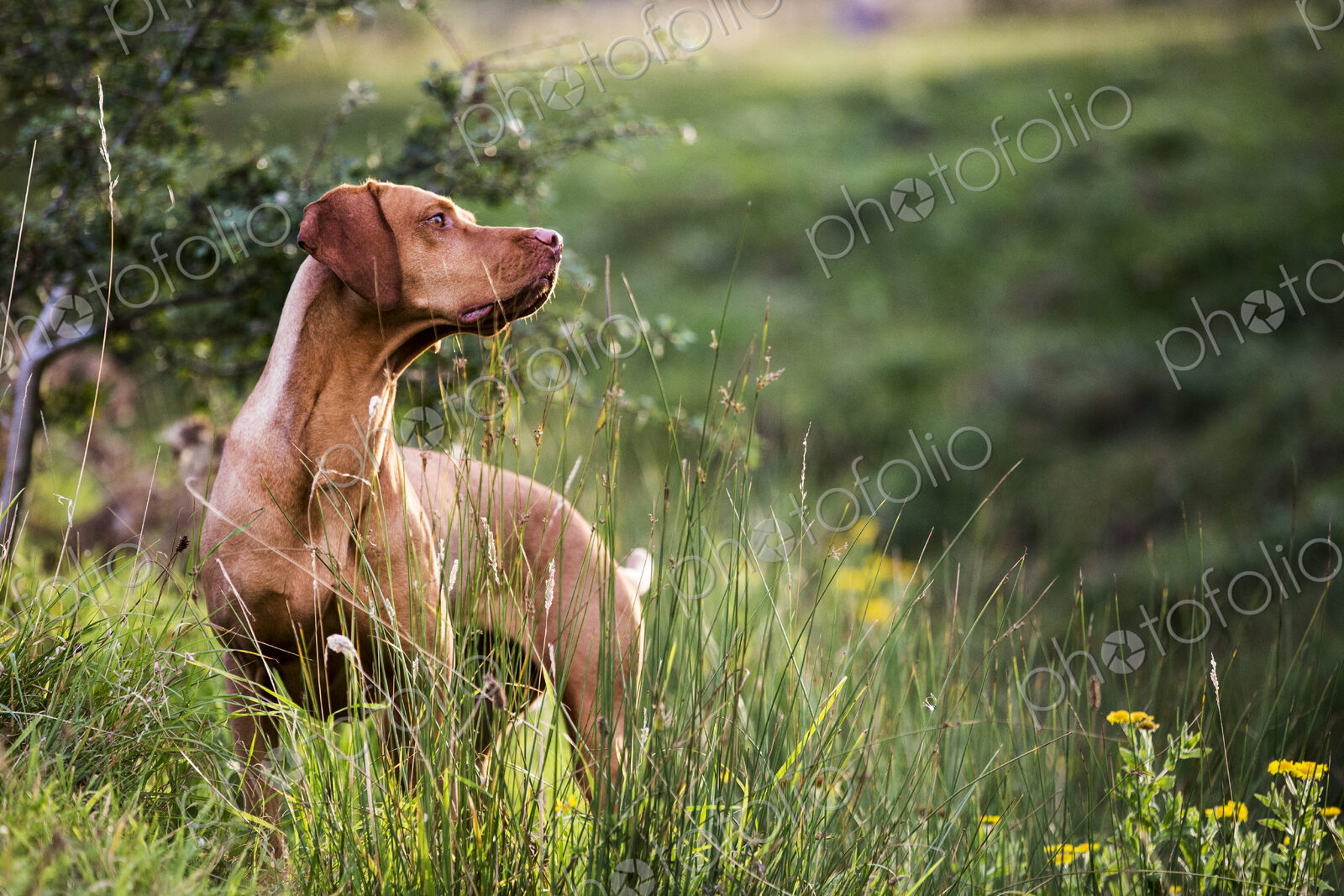 Portrait of Vizla dog standing on a meadow.