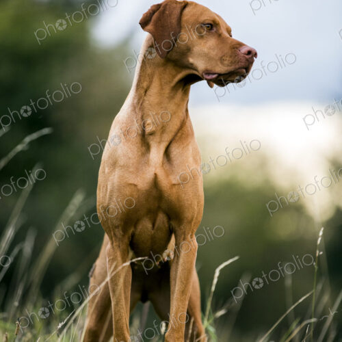 Portrait of Vizla dog standing on a meadow. Portrait of Vizla dog standing on a meadow.