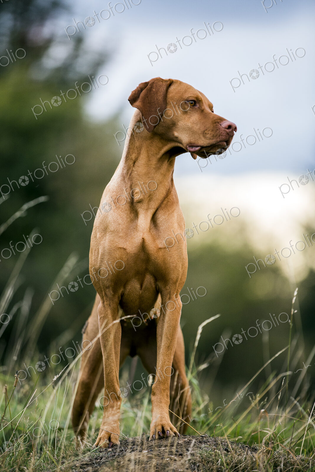 Portrait of Vizla dog standing on a meadow.