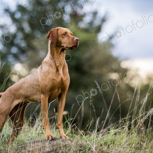 Portrait of Vizla dog standing on a meadow. Portrait of Vizla dog standing on a meadow.