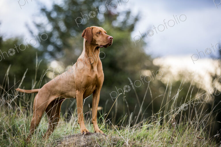 Portrait of Vizla dog standing on a meadow.