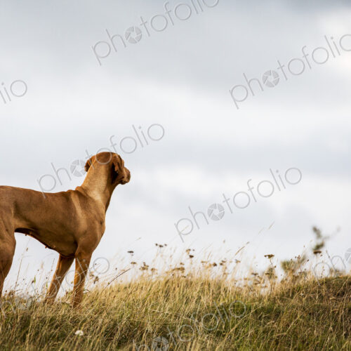 Portrait of Vizla dog standing on a meadow. Portrait of Vizla dog standing on a meadow.