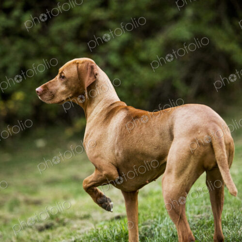 Portrait of Vizla dog standing on a meadow. Portrait of Vizla dog standing on a meadow.