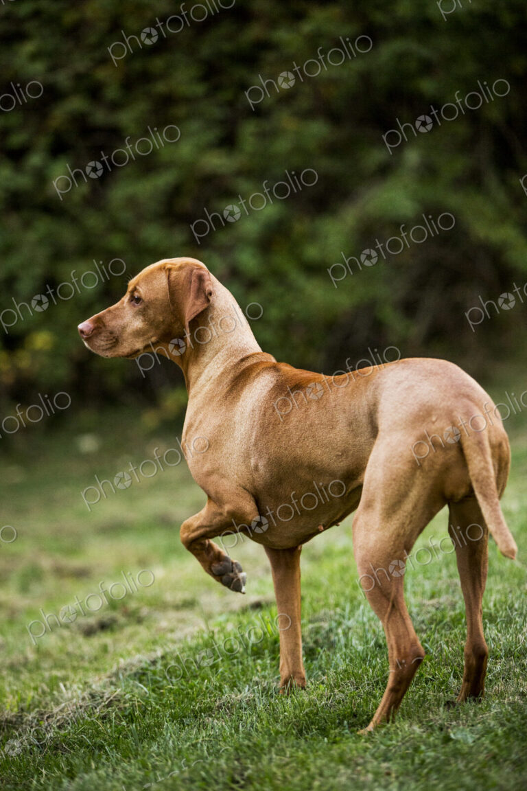 Portrait of Vizla dog standing on a meadow.